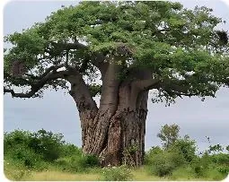 Les bienfaits extraordinaires du Baobab